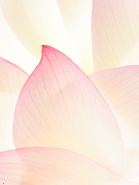 Floating Lotus Flower | Incense Sticks by Absolute Bliss