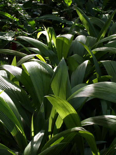 Floating Green Lotus Dragon | Incense Sticks by Absolute Bliss