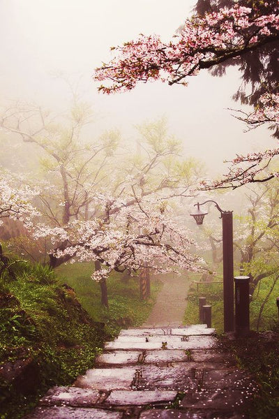 Moss Garden, Nokiba | Daily Incense by Shoyeido