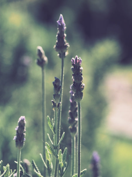 Lavender - Lotus Zen Incense