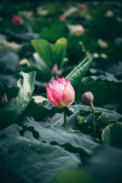 Lotus - Lotus Zen Incense