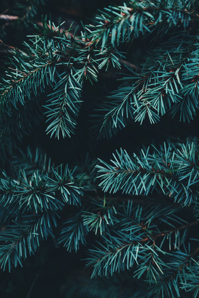 Pine Incense | Morning Star by Nippon Kodo