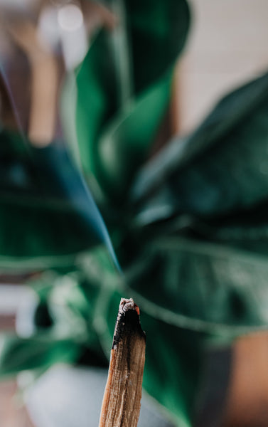 Palo Santo Bundle (Sustainably Sourced) | Sage & Palo Santo