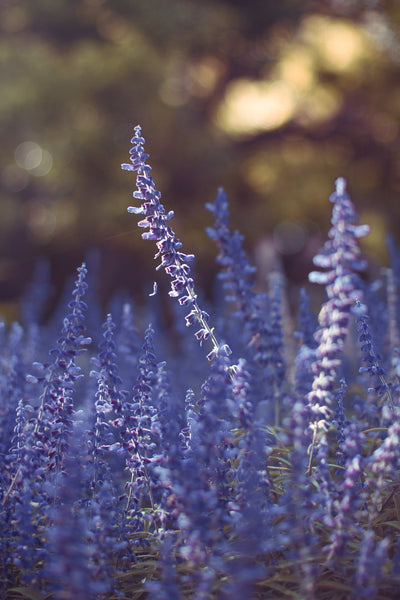 Lavender Incense | Ka-Fuh by Nippon Kodo