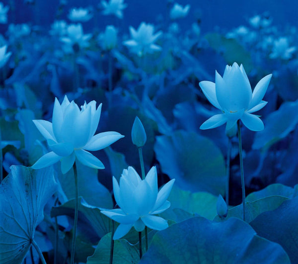 Connoisseur Blue Lotus | Connoisseur 10gm by Pure Incense