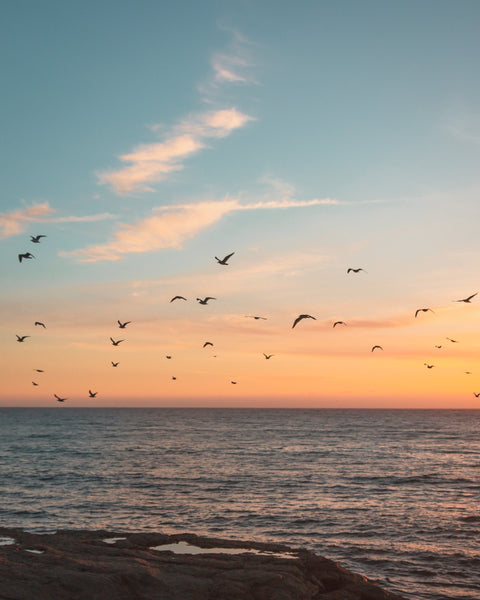 Swallows in Flight | Karin by Les Encens du Monde