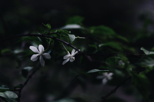 Jasmine Incense | Kayuragi by Nippon Kodo