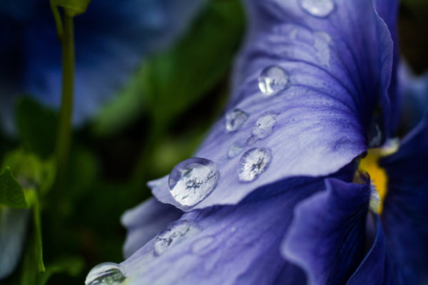 Water Drop Incense | Oedo-Koh by Nippon Kodo