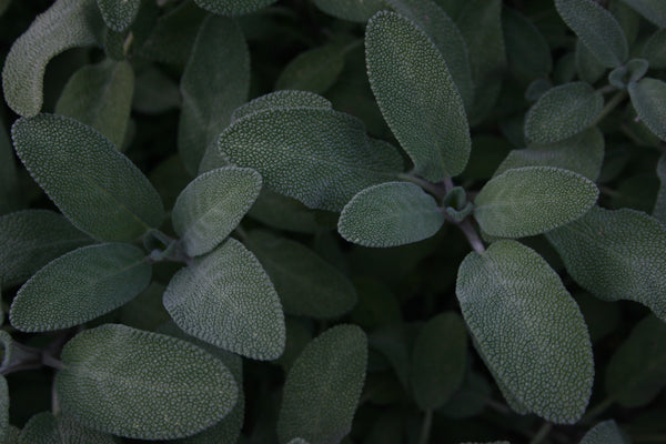 Desert Sage (Sustainably Sourced) | Sage & Palo