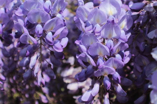 Wisteria Incense | Kayuragi by Nippon Kodo