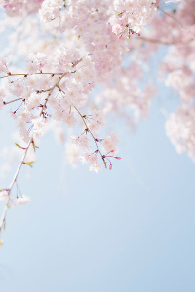 Shun-yo (Beckoning Spring) | Premium Incense by Shoyeido