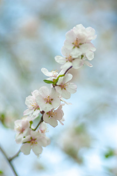 White Plum Incense | Ka-Fuh by Nippon Kodo