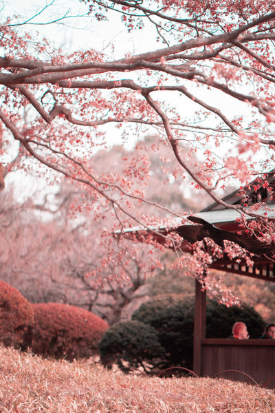 Kyoto Cherry Blossoms, Kyo-zakura - Lotus Zen Incense