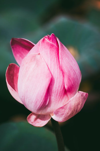Ka-Fuh | Lotus - Lotus Zen Incense