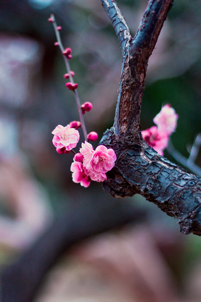 Plum Blossoms, Baika-Ju - Lotus Zen Incense