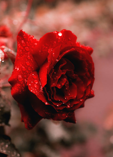 Rose Incense | Morning Star by Nippon Kodo