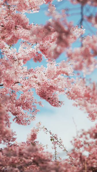 Cherry Blossoms Incense | Kayuragi by Nippon Kodo