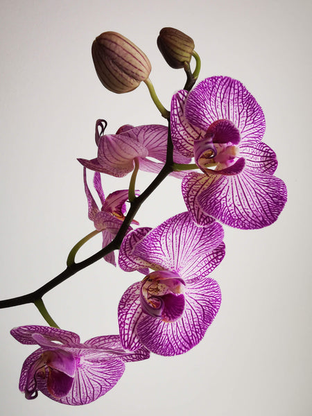 Jade Orchid (Long Sticks) | Incense Rolls by Les Encens du Monde