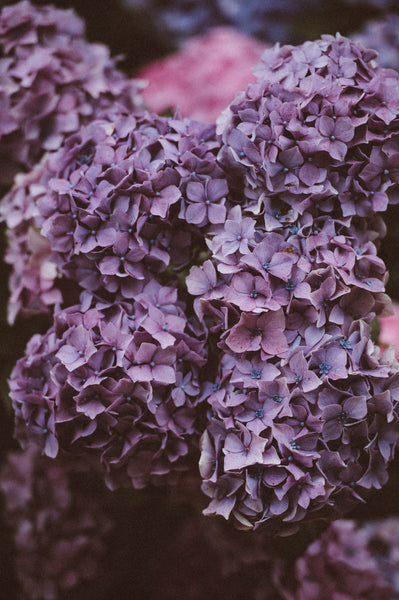 Lilac | Incense Rolls by Les Encens du Monde