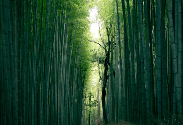 Whispering Bamboo | Incense Rolls by Les Encens du Monde